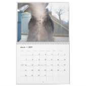 Katzen-Hintern 2020-Kalender Kalender (Mär 2027)
