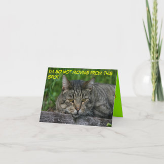 Katzen: Ich bewege mich so nicht von diesem Ort. Karte