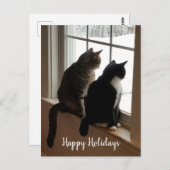Katzen im Fenster Postkarte (Vorne/Hinten)