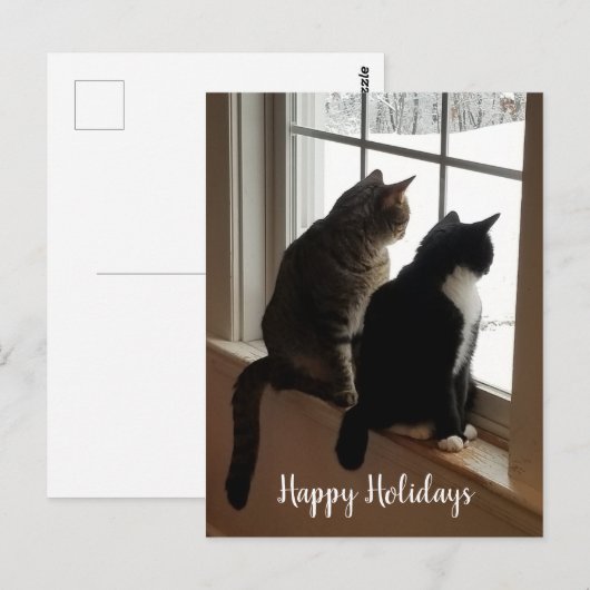 Katzen im Fenster Postkarte (Vorne/Hinten)