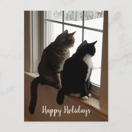 Katzen im Fenster Postkarte (Vorderseite)