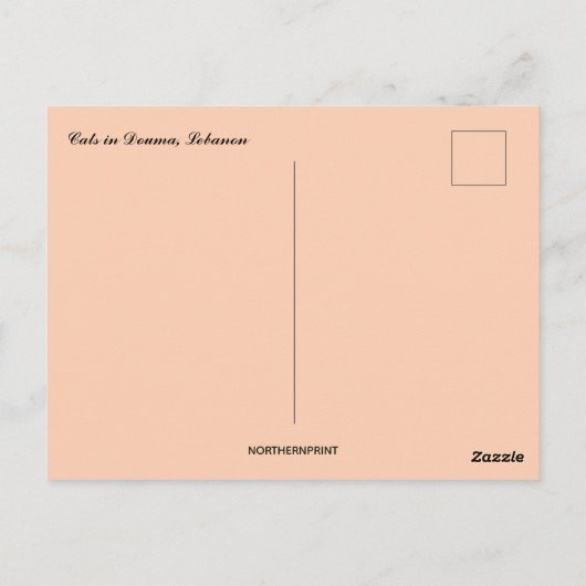 Katzen im Libanon Postkarte (Rückseite)