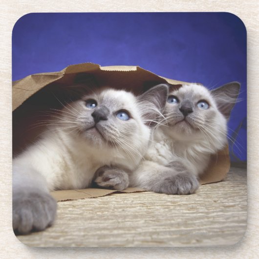Katzen in der Papiertüte Getränkeuntersetzer (Vorderseite)