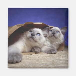 Katzen in der Papiertüte Magnet