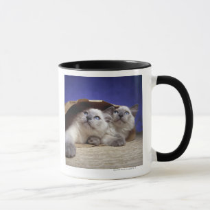 Katzen in der Papiertüte Tasse