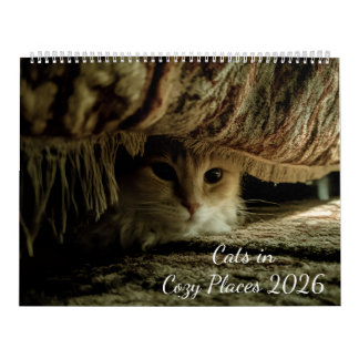 Katzen in gemütlichen Orten 2026 Kalender