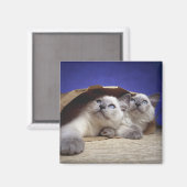 Katzen in Papiertüten Magnet (Vorderseite/Rückseite)