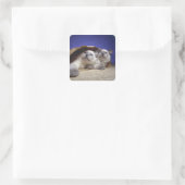 Katzen in Papiertüten Quadratischer Aufkleber (Tasche)