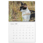 Katzen in Spanien Kalender (Jan 2027)