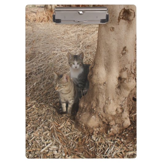 KATZEN IN WOODLAND KLEMMBRETT (Vorderseite)