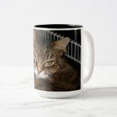 Katzen-Kaffeetasse Zweifarbige Tasse (VorderseiteRechts)