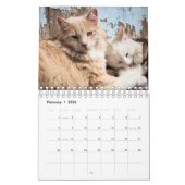 Katzen Kalender (Feb 2026)