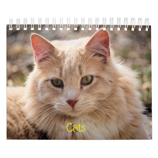Katzen Kalender (Titelbild)