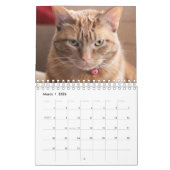 Katzen Kalender (Mär 2026)