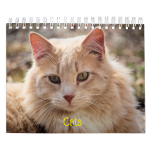 Katzen Kalender