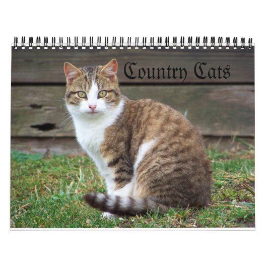 Katzen Kalender (Titelbild)