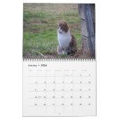Katzen Kalender (Jan 2026)