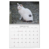 Katzen-Kalender 2013 Kalender (Feb 2027)