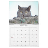 Katzen-Kalender 2013 Kalender (Mär 2027)