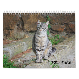 Katzen-Kalender 2013 Kalender