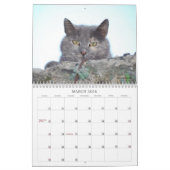 Katzen-Kalender 2013 Kalender (Mär 2026)