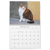 Katzen-Kalender 2014 Kalender (Feb 2027)
