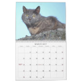 Katzen-Kalender 2014 Kalender (Mär 2027)