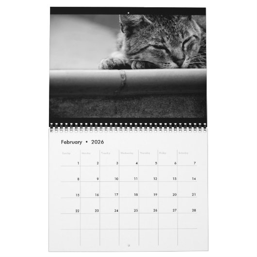 Katzen - Kalender 2016 (Feb 2026)
