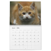 Katzen-Kalender 2016 Kalender (Mär 2026)