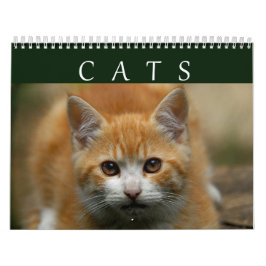 Katzen-Kalender 2016 Kalender