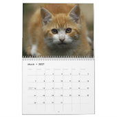 Katzen-Kalender 2016 Kalender (Mär 2027)