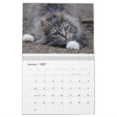 Katzen-Kalender 2016 Kalender (Jan 2027)