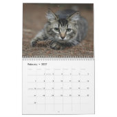 Katzen-Kalender 2016 Kalender (Feb 2027)