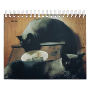 Katzen-Kalender Kalender