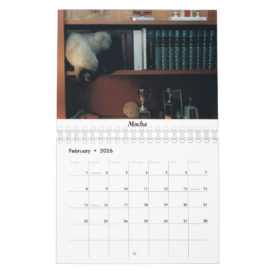 Katzen-Kalender Kalender (Feb 2026)