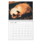 Katzen-Kalender Kalender (Jan 2027)