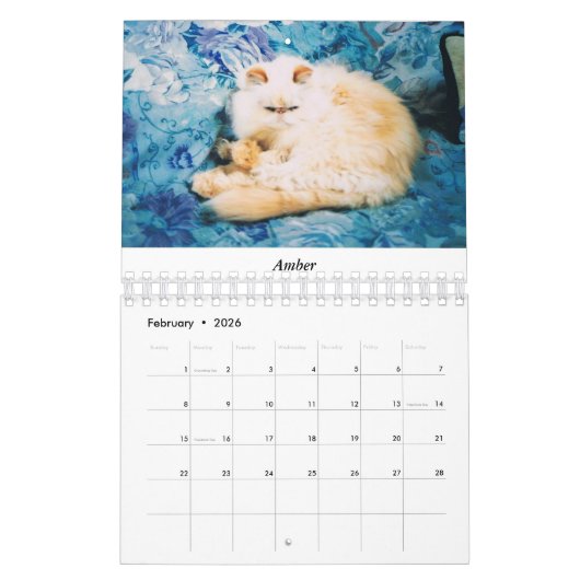 Katzen-Kalender Kalender (Feb 2026)