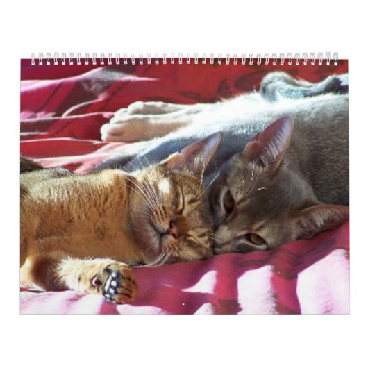 Katzen-Kalender Kalender (Titelbild)