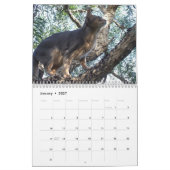 Katzen-Kalender Kalender (Jan 2027)