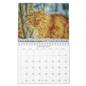 Katzen-Kalender Kalender (Jan 2027)