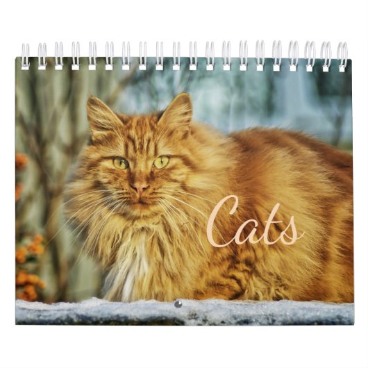 Katzen-Kalender Kalender (Titelbild)