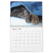 Katzen-Kalender Kalender (Feb 2027)