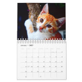 Katzen-Kalender Kalender (Jan 2027)