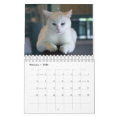 Katzen-Kalender Kalender (Feb 2026)