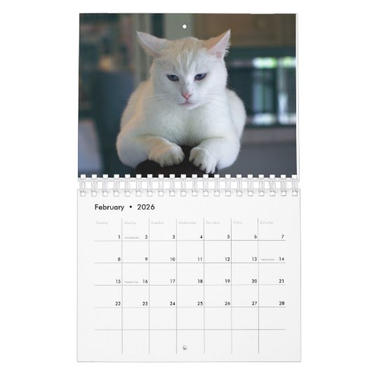 Katzen-Kalender Kalender (Feb 2026)