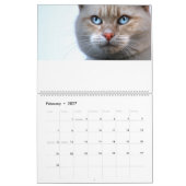 Katzen-Kalender Kalender (Feb 2027)