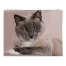 Katzen-Kalender