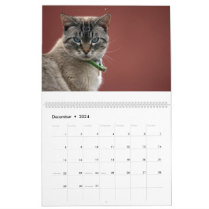 Katzen-Kalender Kalender