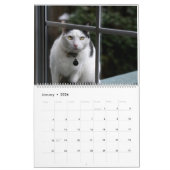 Katzen-Kalender Kalender (Jan 2026)