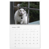 Katzen-Kalender Kalender (Jan 2027)